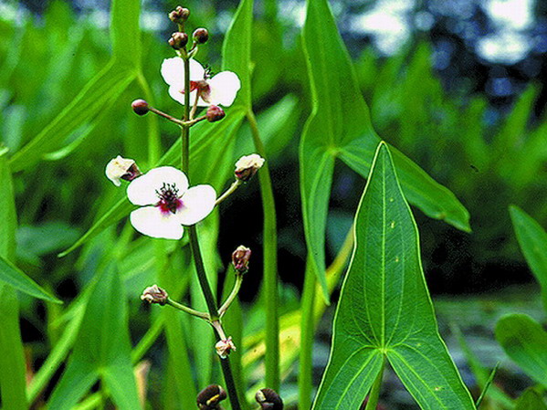 Kein Gartenteich ohne Pflanzen – Teil 2