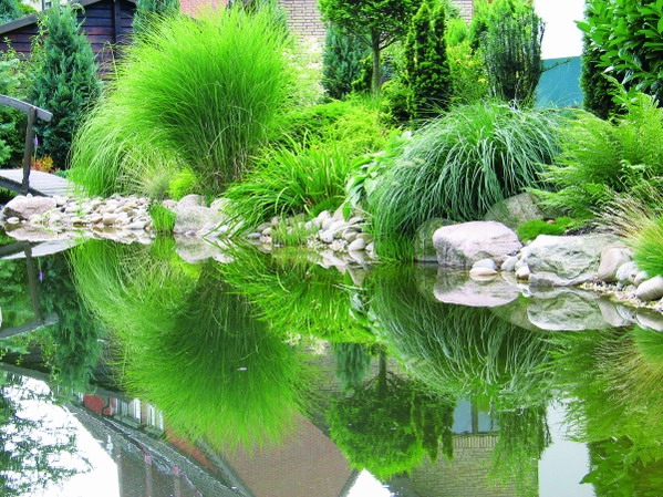 Teichpflanzen - Teich-Umfeld-Sortimente