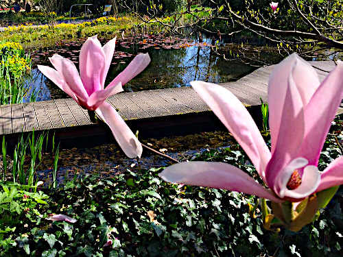 Biologisch stabiler Naturteich