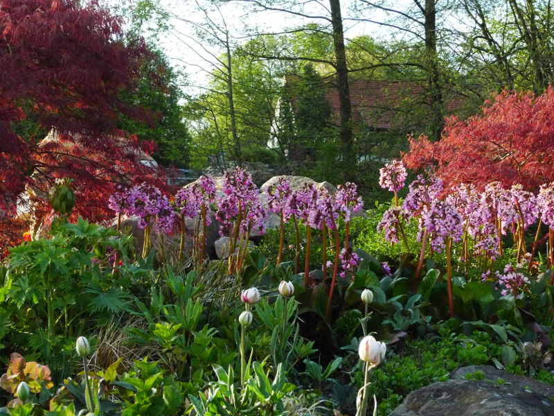 Pflanzen für den Teichrand
