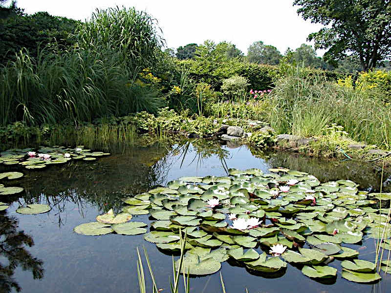 Trüber Gartenteich