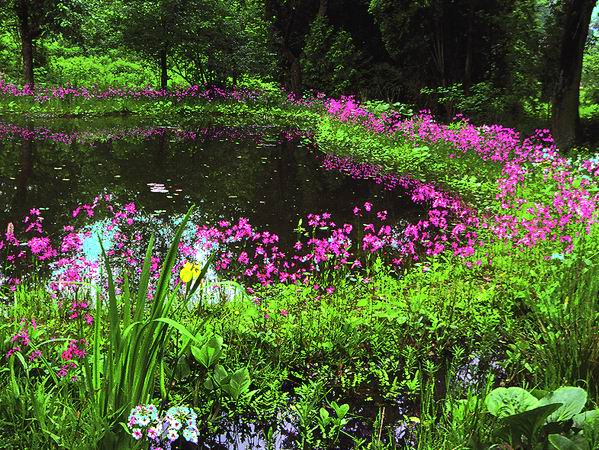 Was muß ich für ein schöneres Teich-Ufer tun?