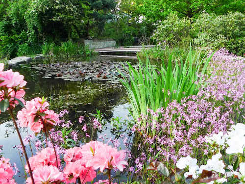 Wasserpflanzen im Gartenteich