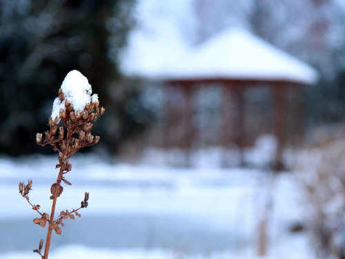 Winter am Teich und im Garten