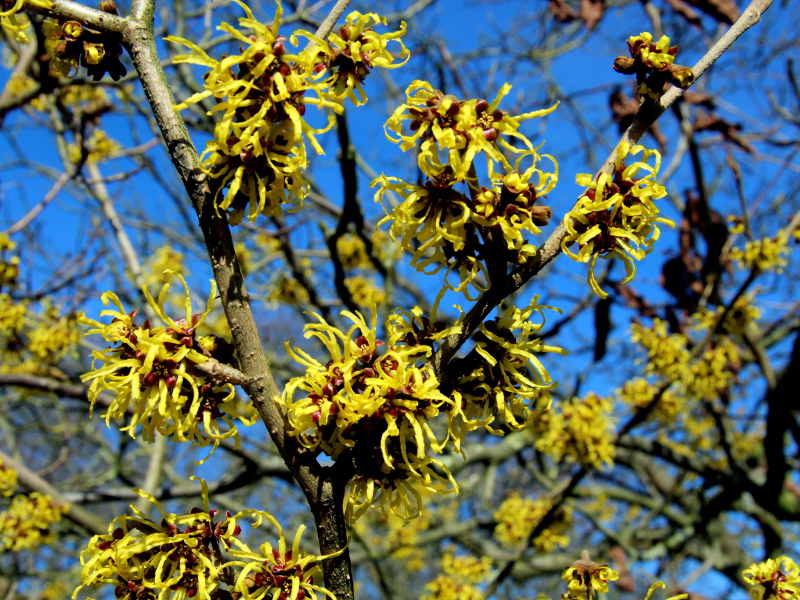 Winterblühende Gehölze