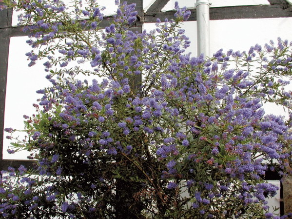 Lebendige Hecken für Ihren Garten