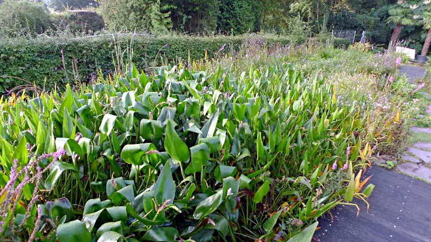 Filtergraben - biologische Wasserreinigung für stabile Teiche