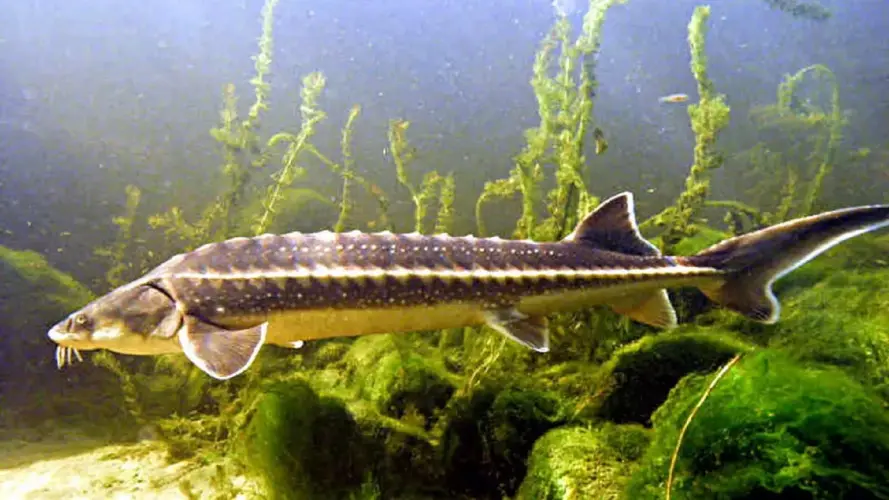 Filtertechnik für Fischteiche