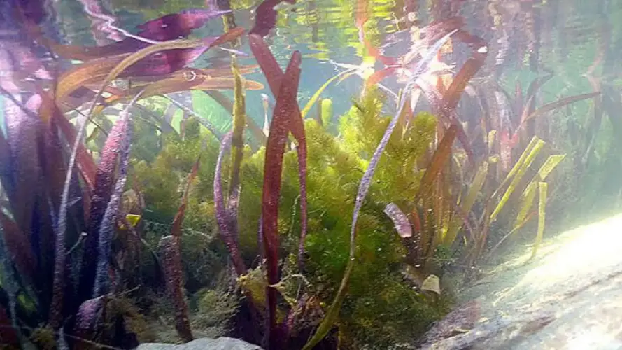 Filtertechnik für Schwimmteiche