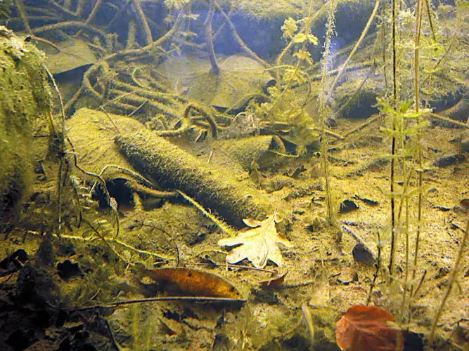 Automatisch schlammfreier Gartenteich