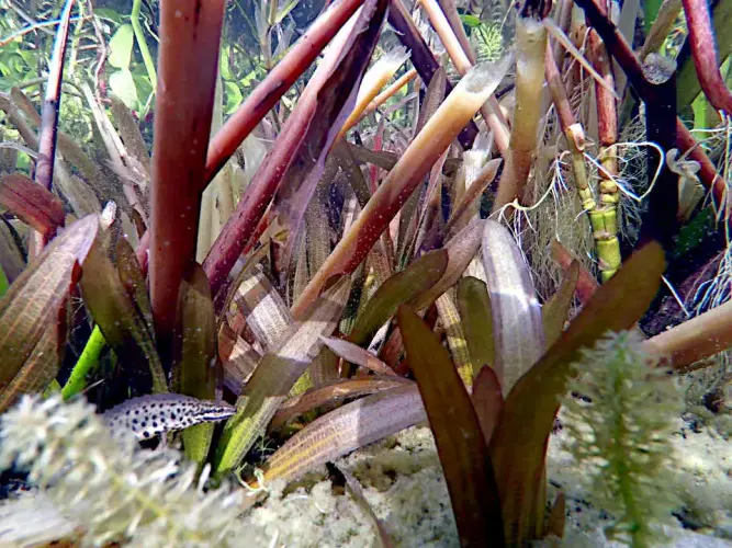 Teich-Sediment im Filtergraben auslagern