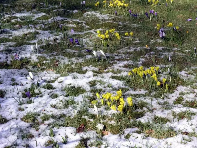Frühlingsblüte besonders früh