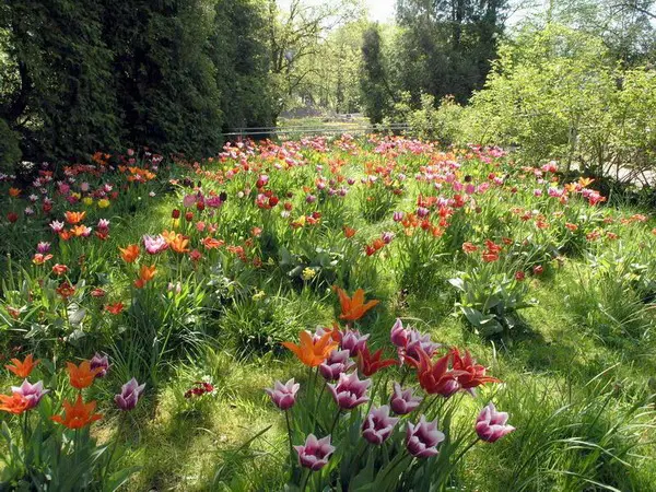 Wieder extreme Frühlingsblüte