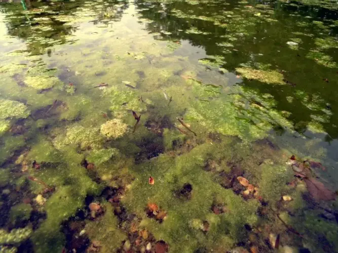 Flockige Schwebealgen im Gartenteich