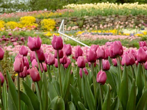 Steingarten statt Frühlingsblüte