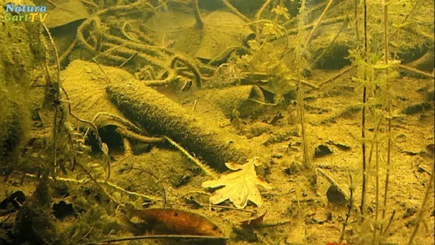Sediment & Nährstoffe verstehen