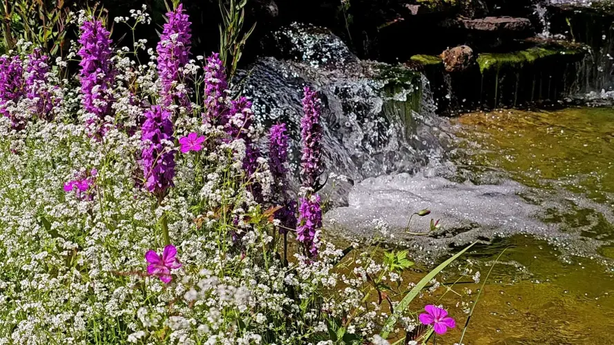 Wasserqualität in Teichen