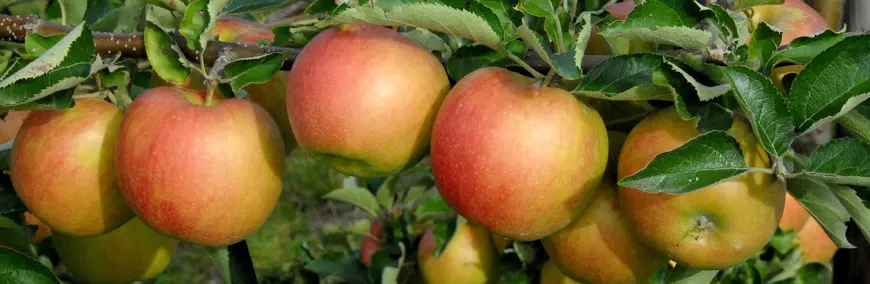 Obstgehölze Shop