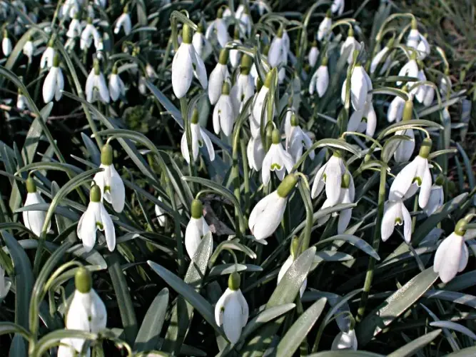 Der Frühling kommt. Verspätet, aber er kommt