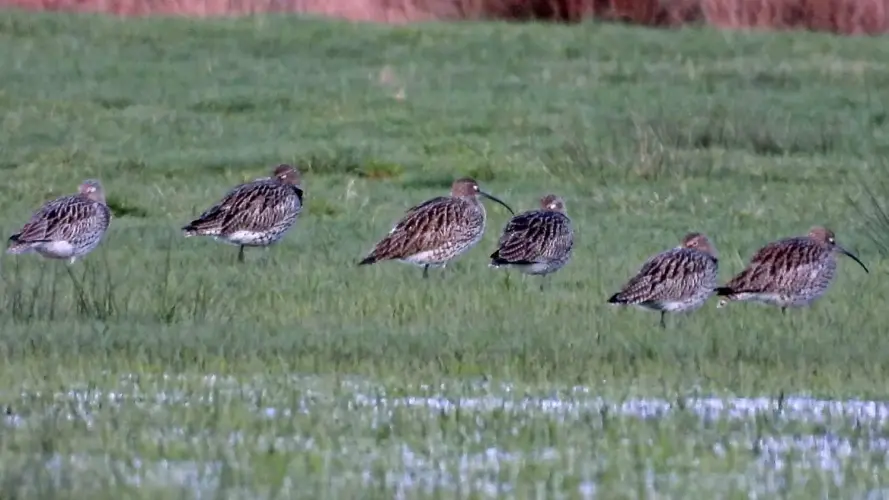 Entwurf eines Management-Konzeptes für großflächige Feuchtgebiete in Westfalen