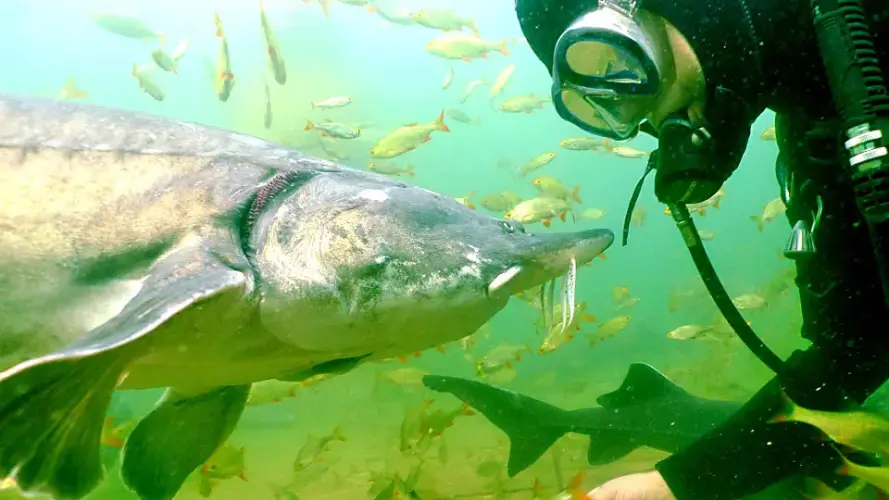 Kann man in einem Schwimmteich Fische halten?