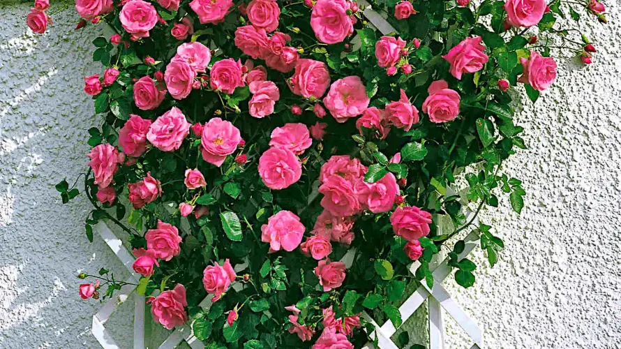 Kletter-Rosen
