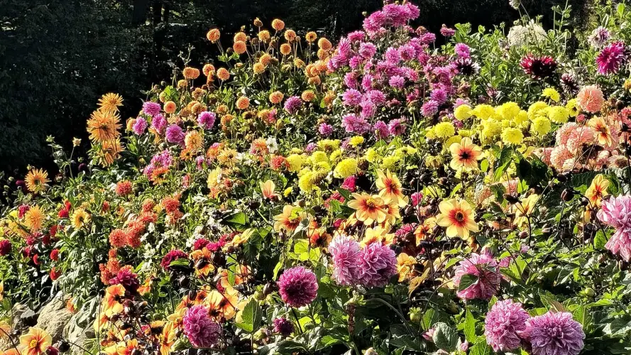 NaturaGart Newsletter 23. Oktober 2026