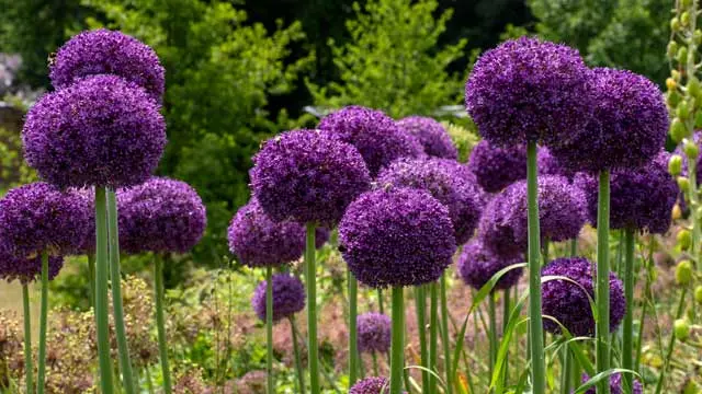 NaturaGart Newsletter 04. Juni 2026