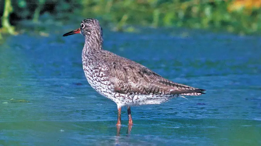 Auswahl und Optimierung von Wasservogelschutzgebieten