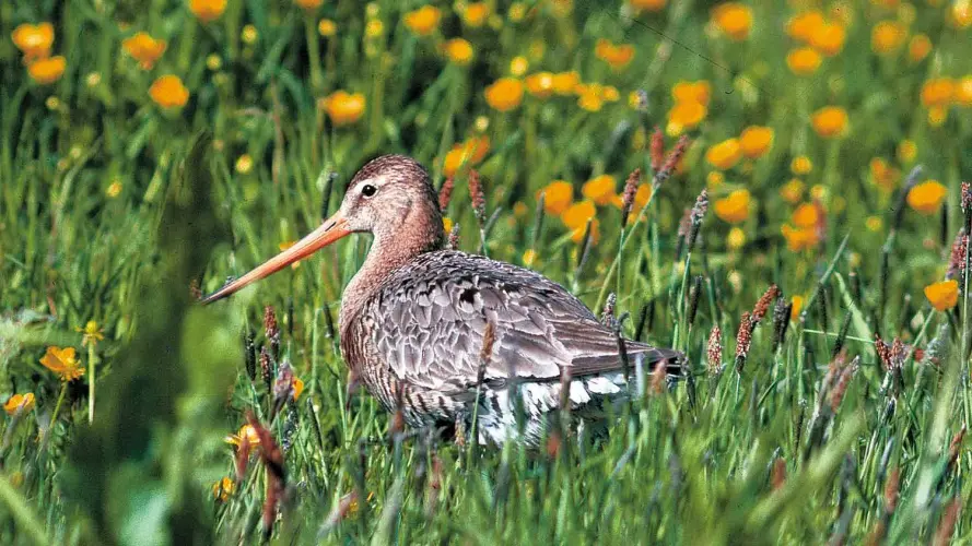 Entwurf eines Schutzprogrammes für großflächige westfälische Feuchtgebiete