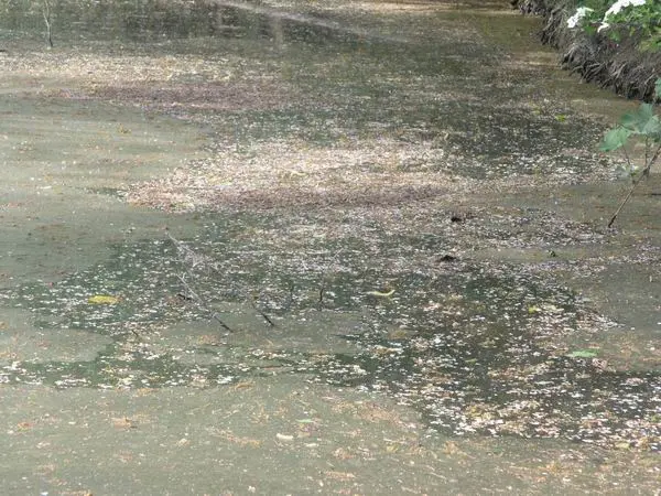 Viel Blütenstaub im Gartenteich