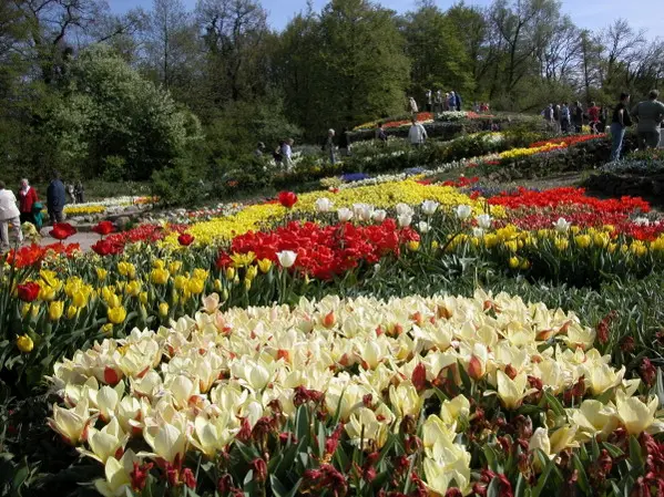 Tulpenblüte später als üblich