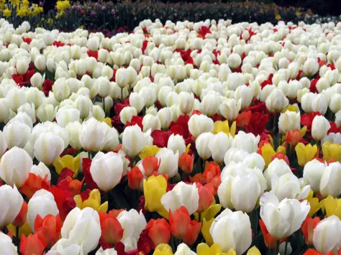 Blumenzwiebeln für einen farbenfrohen Lenz