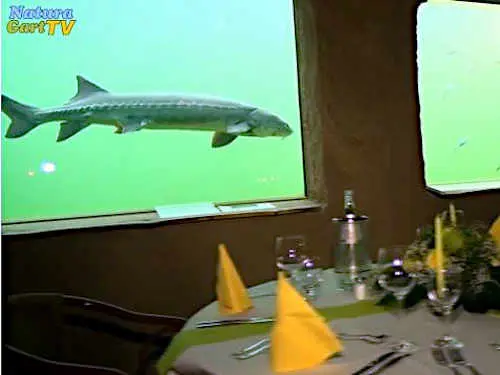 Candle-Light-Dinner im Kaltwasseraquarium