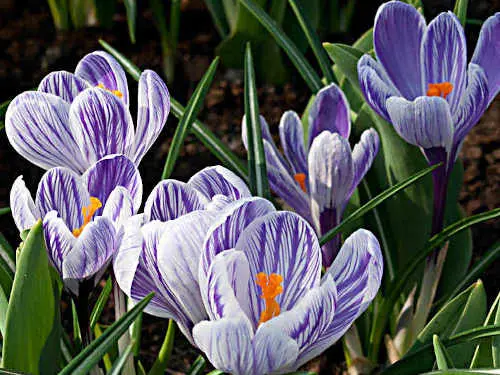 Der Frühling kommt ......