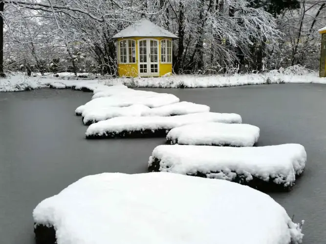 Fische im zugefrorenen Teich
