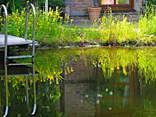 7 gute Gründe, einen Schwimmteich zu bauen
