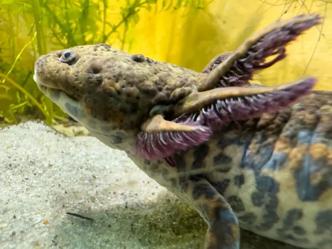 Anderson-Querzahnmolch im NaturaGart Aquarium 