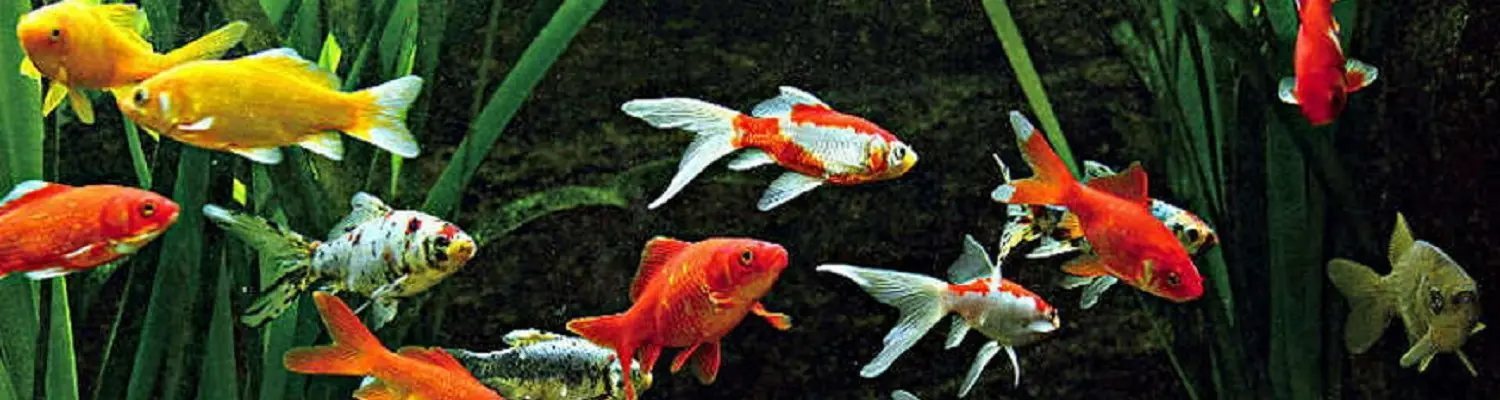 Fischteich-Systeme