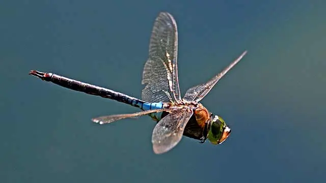 NaturaGart Newsletter 18. August 2026