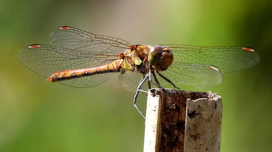 Review zu: "Libellen am Gartenteich"