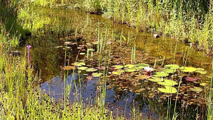 Libellen-Teich