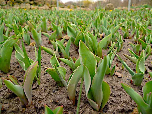 Frühlingsblüte stark verzögert