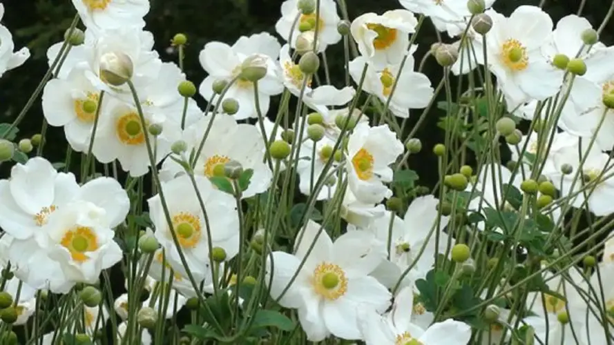 Gehölzrand und Teilschatten