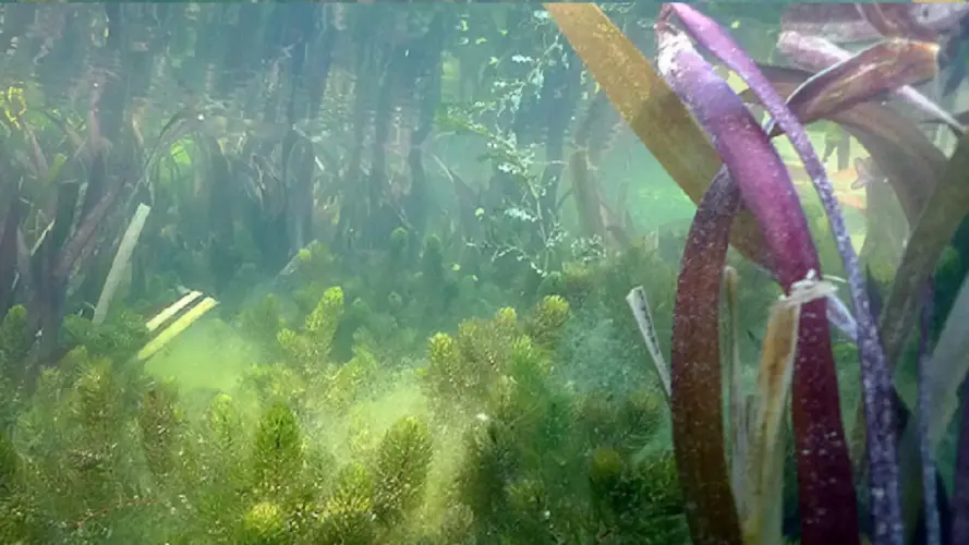 Pflanzen zur Wasserreinigung