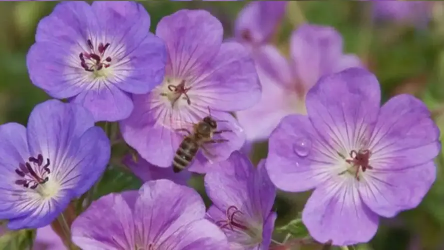 Zierstauden-Sortimente