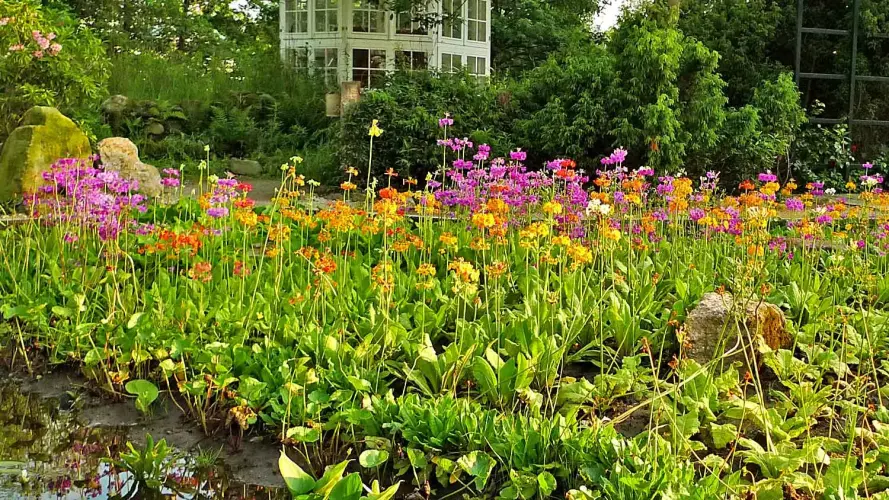 Zierteiche & Gartengestaltung