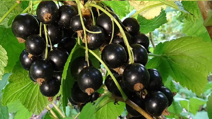 Wildgehölze Einzelpflanzen