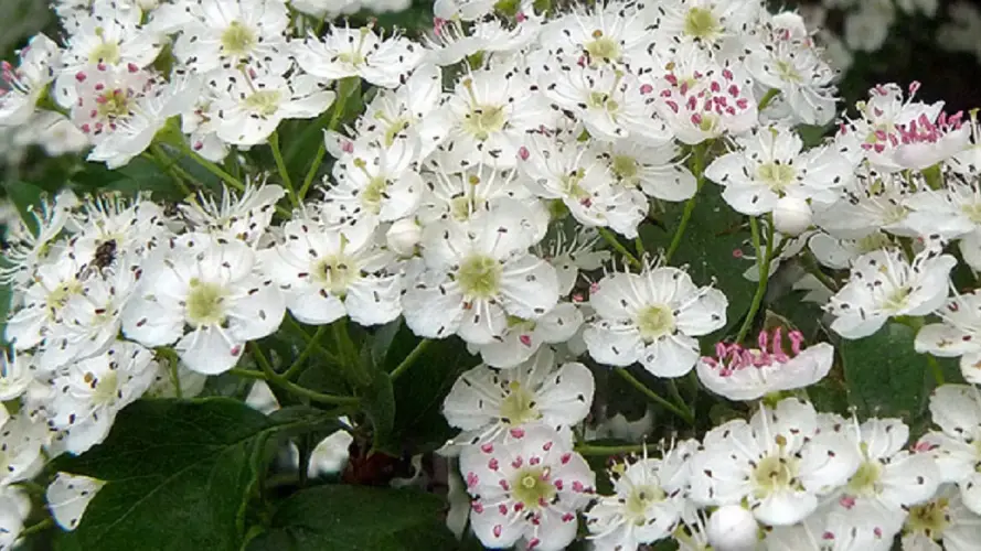 Wildgehölz-Sortimente