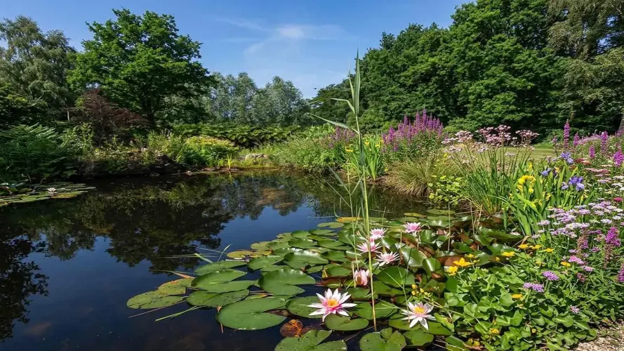 Seerosen-Teich